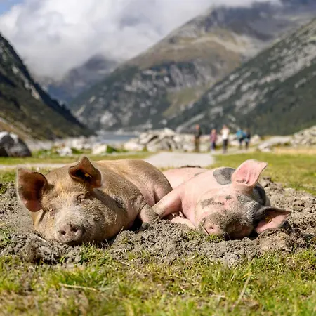 Gartner Appartement Uderns